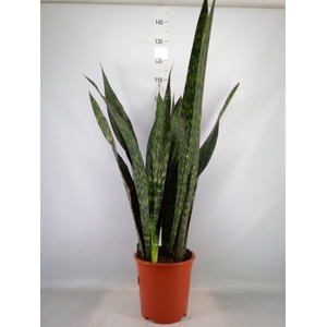 Sansevieria trifa.   ...