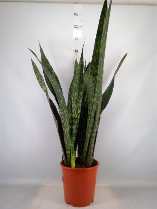 <h4>Sansevieria trifa.   ...</h4>