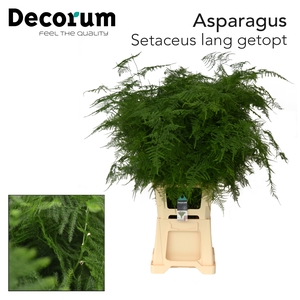 ASP SETACEUS lang getopt 85cm 996