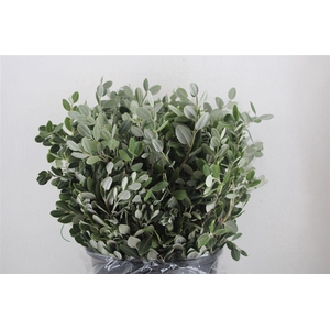 Pittosp Ralphi Leaves 400gr P Bunch