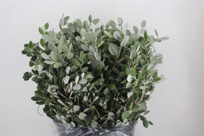 <h4>Pittosp Ralphi Leaves 400gr P Bunch</h4>