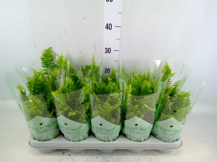 <h4>Nephrolepis exal. 'Green Moment'</h4>