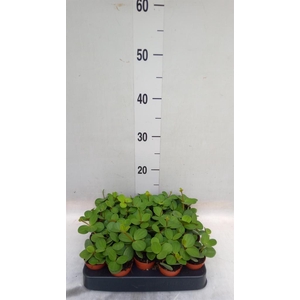 Peperomia tetraphylla 'Hope'