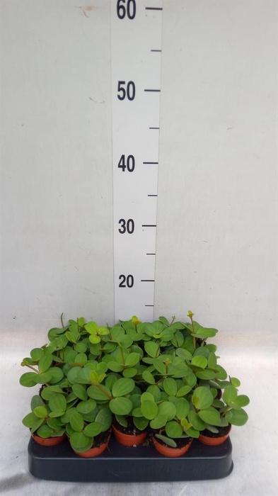 <h4>Peperomia tetraphylla 'Hope'</h4>