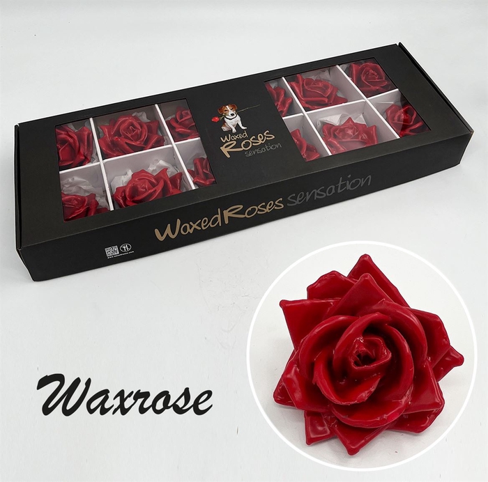 <h4>R Zijde Wx (bl) Rood</h4>
