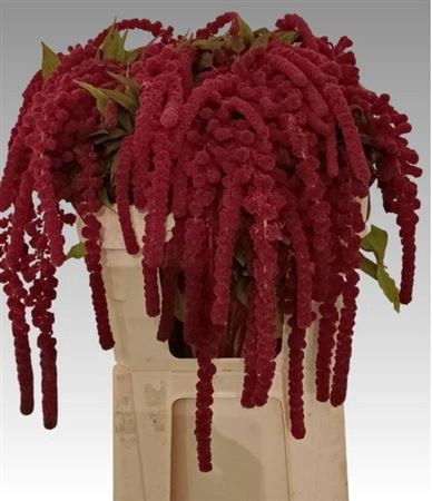 <h4>Amar Ca Rosary</h4>