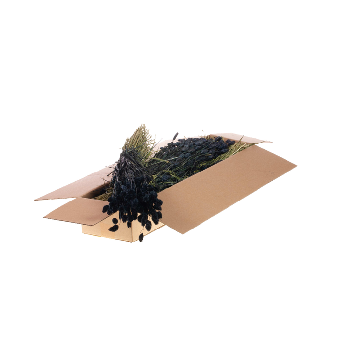 <h4>Phalaris Sb Dark Blue</h4>