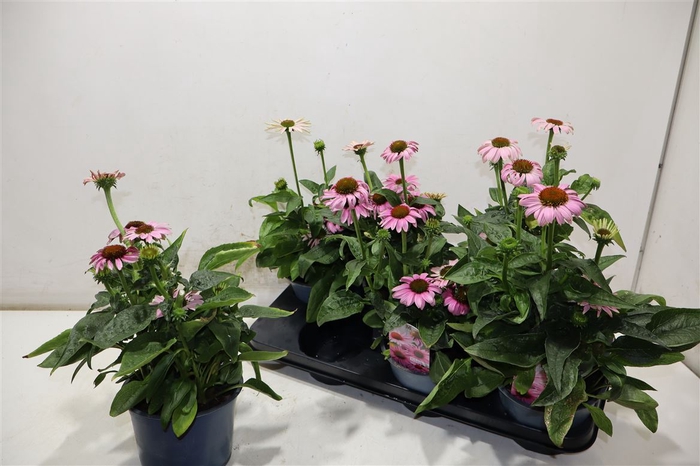<h4>Echina Sombrero Rose</h4>