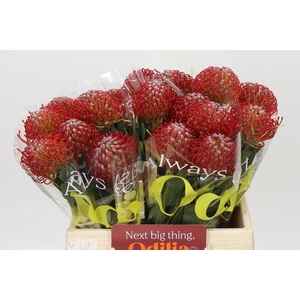 Nutans Ayoba Red