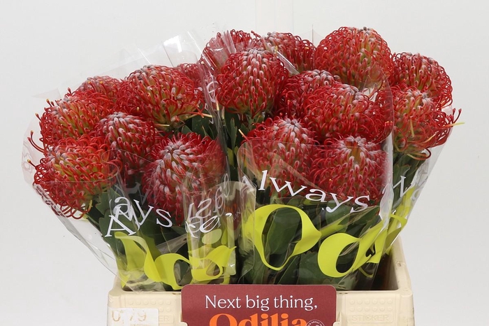 <h4>Nutans Ayoba Red</h4>
