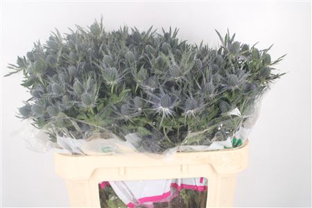 <h4>Eryngium Mag Blue Lagoon</h4>