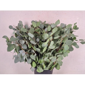 Eucalyptus Populus Bs 300g