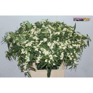 EUPH F T QUICKSILVER