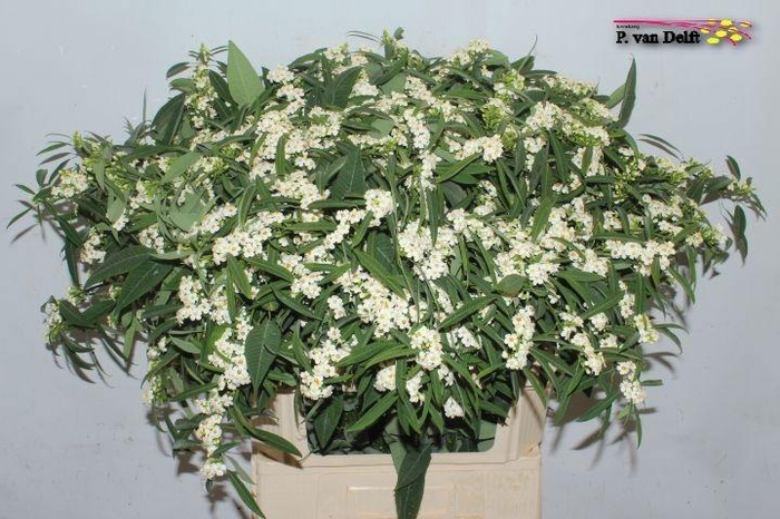 <h4>EUPH F T QUICKSILVER</h4>