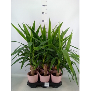 Yucca elephantipes   ...