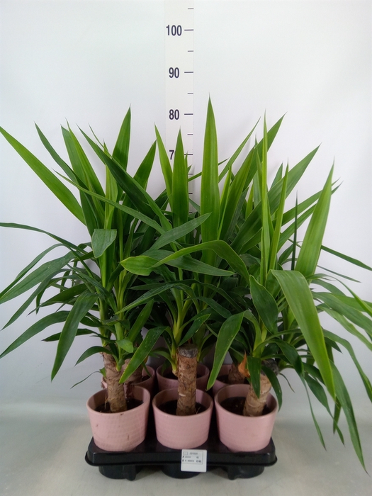 <h4>Yucca elephantipes   ...</h4>