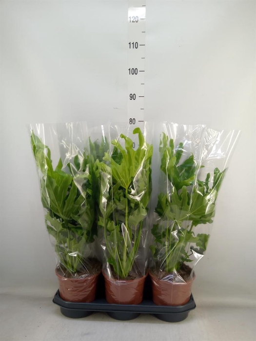 <h4>Philodendron   ...</h4>