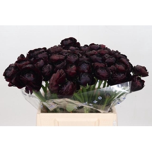 Ranunculus Clooney Nerone Extra