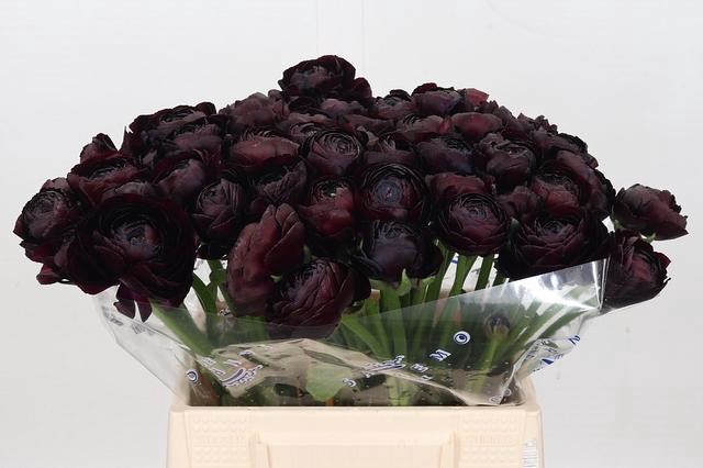 Ranunculus Clooney Nerone Extra