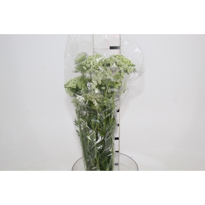 FLOR DE CENOURA BRANCO