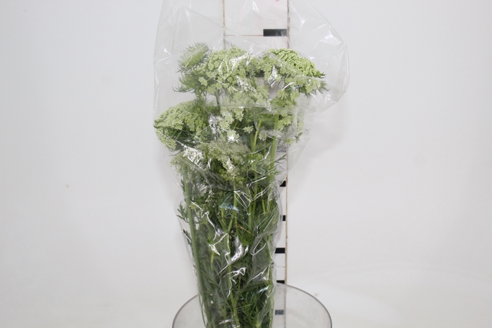 <h4>FLOR DE CENOURA BRANCO</h4>