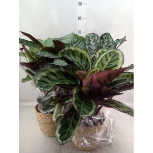 Calathea   ...mix