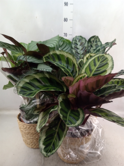 <h4>Calathea   ...mix</h4>