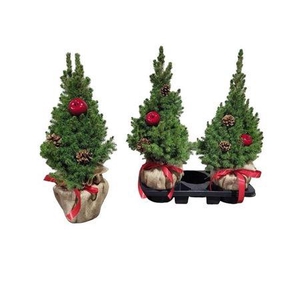 Picea Gl Conica Potcover Jute + Deco