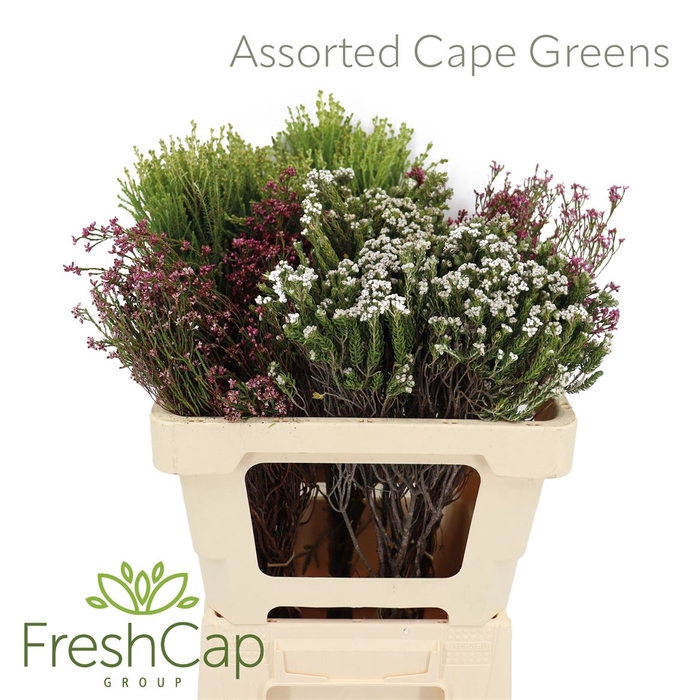 Assorted Cape Greens