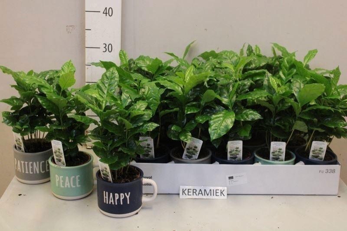 <h4>COFFEA ARABICA</h4>