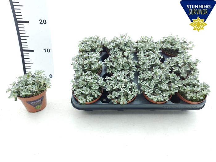 <h4>SEDUM SP CAPE BLANCO</h4>