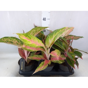 Aglaonema   ...