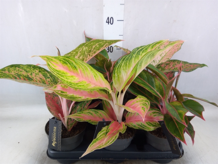 <h4>Aglaonema   ...</h4>