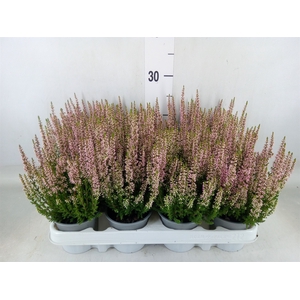Calluna vulg. 'Beauty L Michelle'