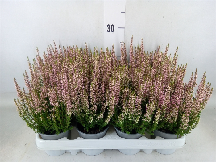 <h4>Calluna vulg. 'Beauty L Michelle'</h4>