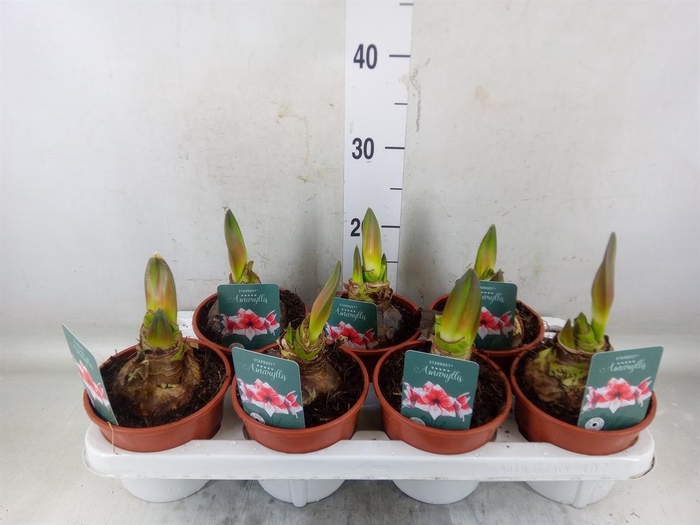 <h4>Hippeastrum   ...</h4>