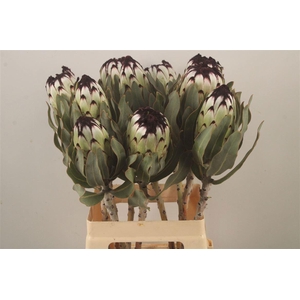 PROTEA MAG NIOBE