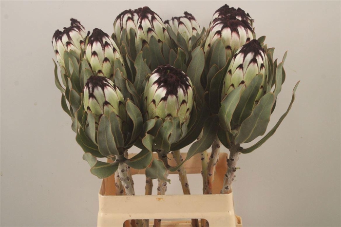 <h4>PROTEA MAG NIOBE</h4>