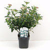Viburnum tinus C2
