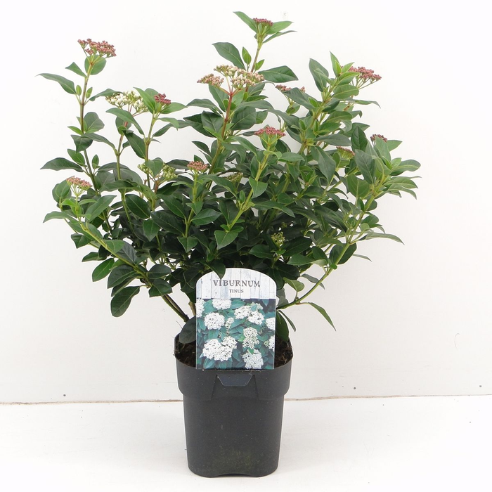Viburnum tinus C2