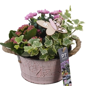 Arr.   Perkplanten L%