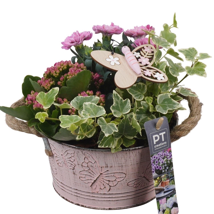 Arr.   Perkplanten L%