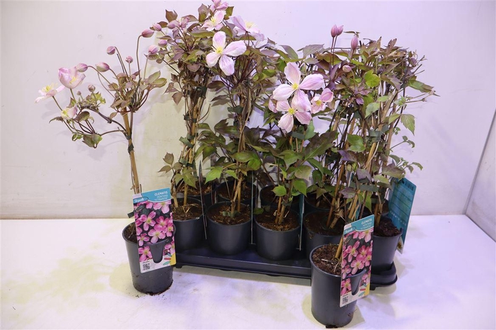 <h4>Clem Mo Tetrarose</h4>