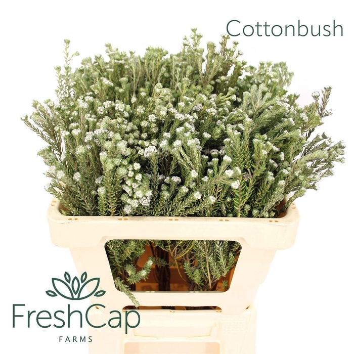 <h4>PHYLICA PANICULATA</h4>