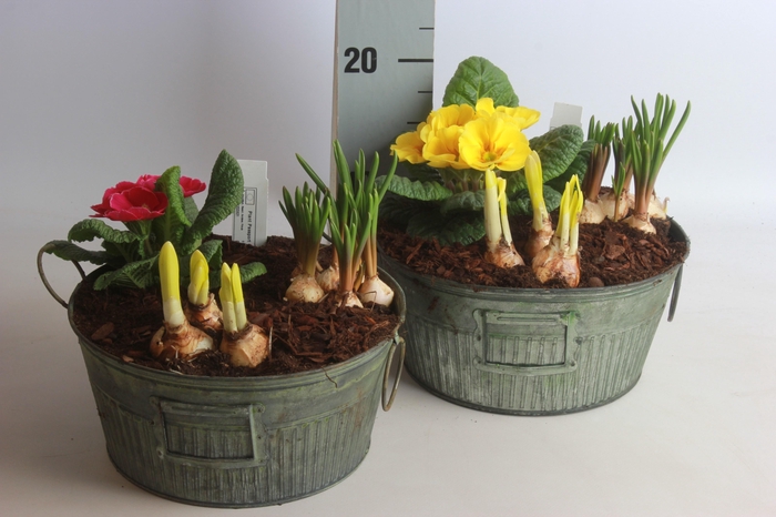 <h4>ARR TUINPLANTEN</h4>