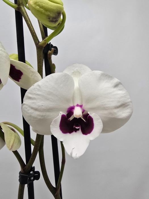 <h4>Limited 67 week 10</h4>