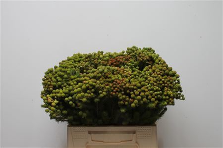 <h4>Berzelia galpinii</h4>