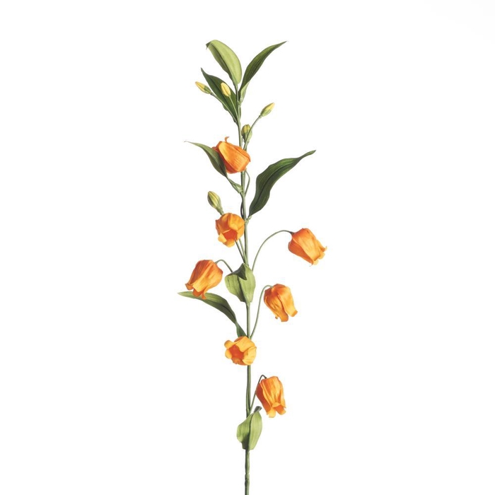 <h4>AF Sandersonia L97cm Orange</h4>