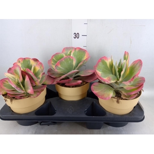 Kalanchoe NF thyrsiflora 'Red Lips'