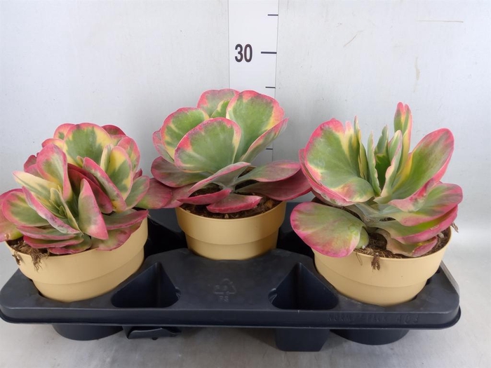 <h4>Kalanchoe NF thyrsiflora 'Red Lips'</h4>